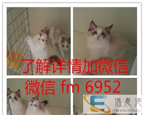猫舍 直销加菲 虎斑猫 蓝猫 包健康 品相好