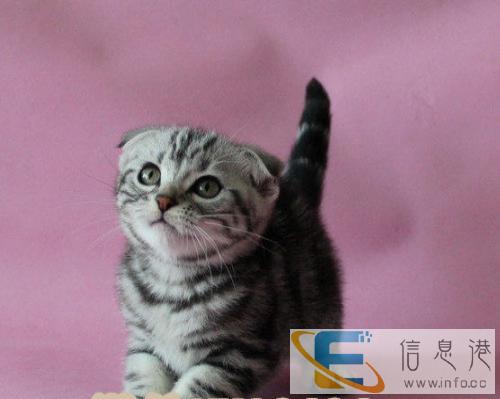 喵咪星球起司猫 美国短毛猫加白宝宝 找新家