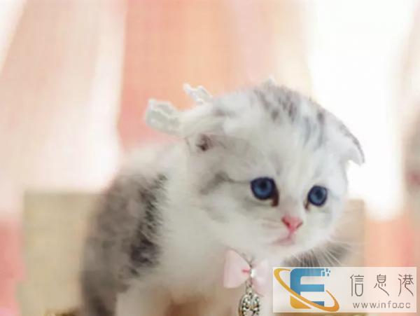 猫舍专业繁殖出售苏格兰折耳猫 疫苗已做包健康