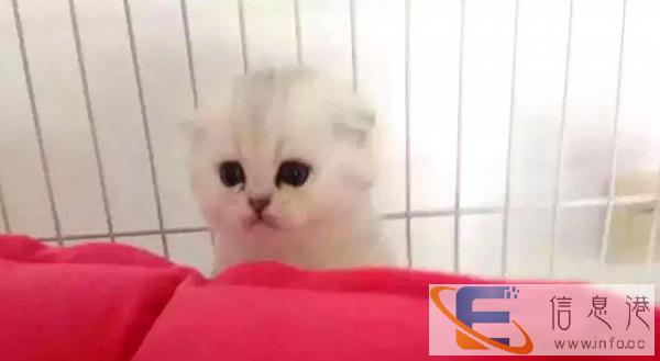 暖心小猫咪高地 英短 长毛 粉爪 粘人 萌萌的