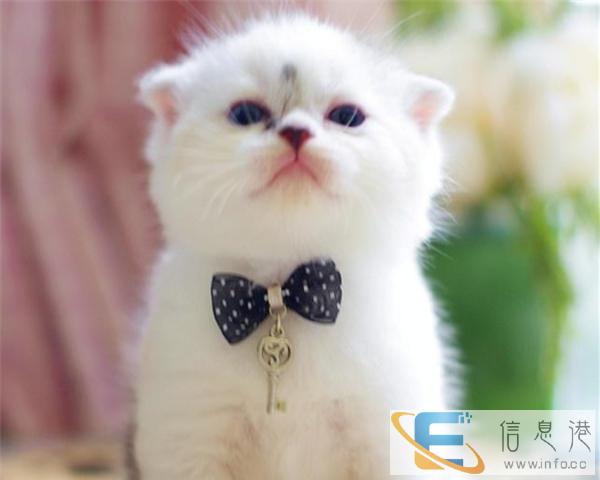 舍出售纯种家养 折耳猫 猫品种多样 纯种健康 可上门