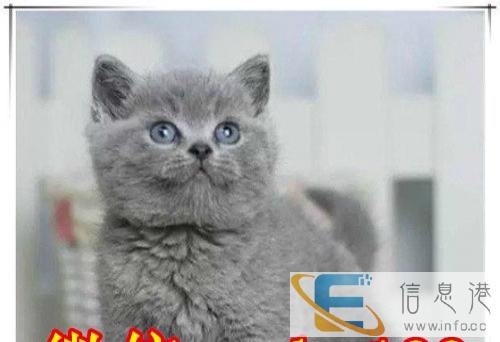 精品蓝猫出售保纯种保健康 疫苗证书齐全可签订售后协议