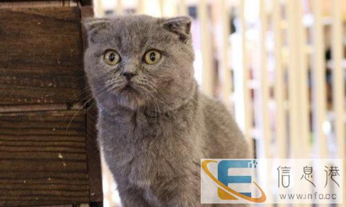 自家繁殖/蓝猫宝宝蓝白宝宝/健康可爱./粘人性格好