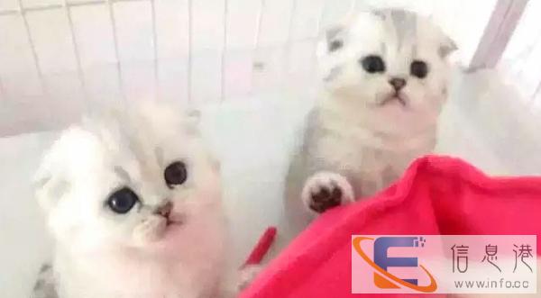 出售美国短毛猫 美短加白 纯种家养 多只待售