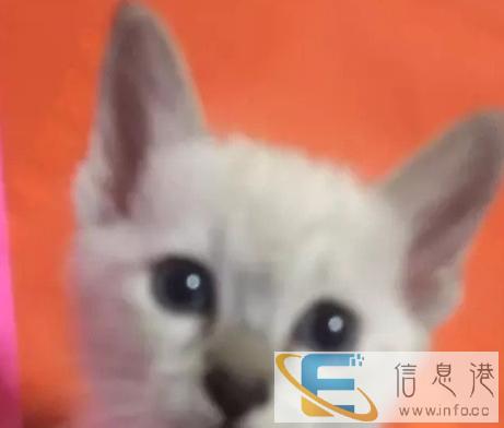 批发英短蓝猫蓝白渐层美短,养殖户直供异地发空运