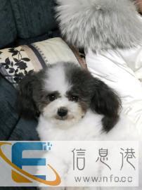 灰白花贵宾 泰迪 借配