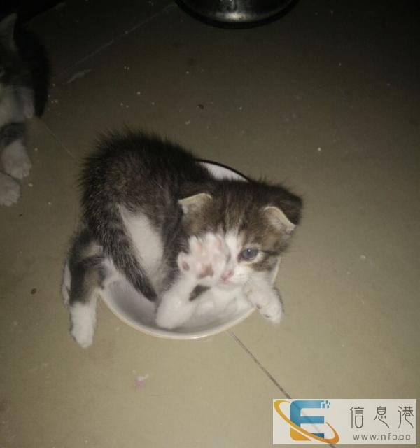 家养折耳蓝猫,英国长毛猫,低价出售