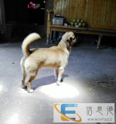 本人想领养一只萌宠