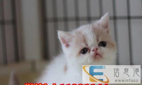 超萌可爱电影加菲猫原版高品质血统优秀性格超温顺