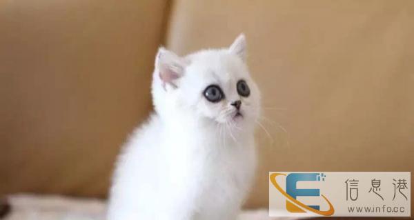 英短银渐层母 纯种英短蓝猫 纯种 幼猫英短蓝猫幼