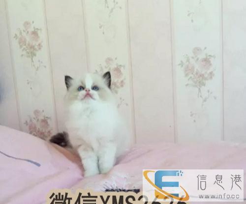 萌萌哒折耳猫找新家啦、靠谱家长速来挑选