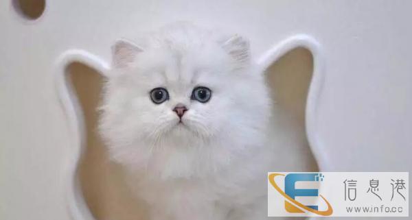 出售活泼可爱 专业猫舍养殖金吉拉 欢迎咨询