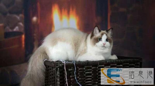 cfa猫舍海豹山猫布偶猫公母都有