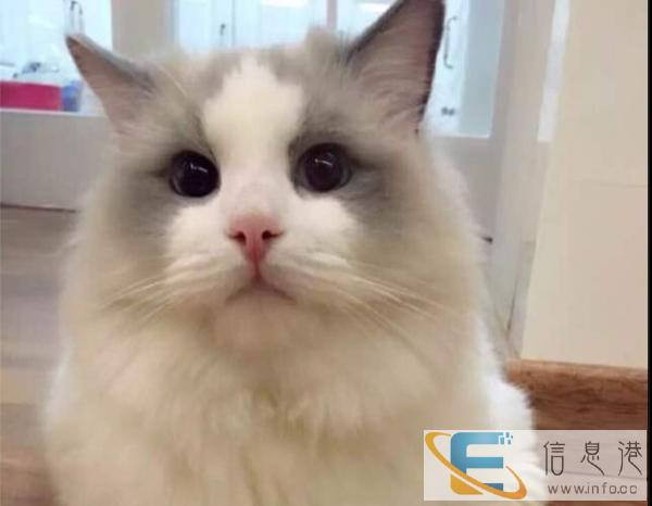 纯种血统布偶猫 品相极好包子脸大眼睛,保健康