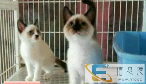 纯家养进口布偶猫 海豹蓝双色 手套重点色 公母都