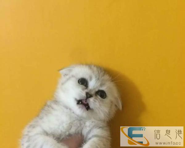 高贵金吉拉,纯种高品质,服务保证,价格适中