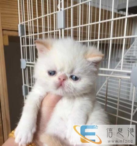 大型猫舍 直销加菲猫 多只可选 可送上门挑选