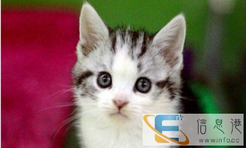 纯种蓝猫英短蓝猫俄罗斯蓝猫幼猫 保证售后 短毛猫
