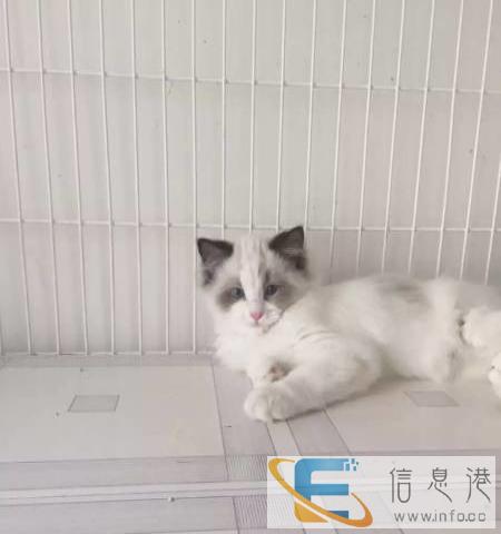 来自家养布偶猫海豹双色幼猫妹妹6月15日出生