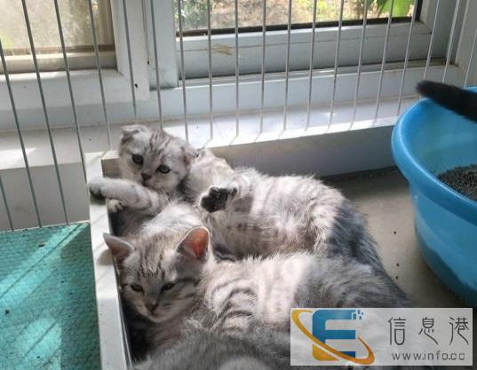 折耳猫幼猫纯种 折耳猫家养折耳猫宠物苏格兰折耳猫