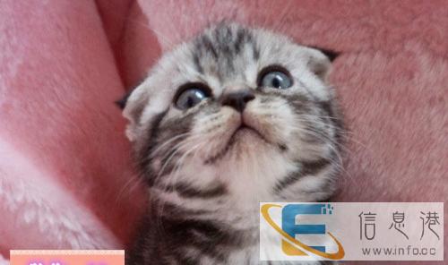 大骨量苏格兰折耳猫出售、健康品质第一 包售