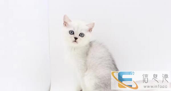 可爱的英国短毛蓝猫,立耳,折耳找新主人
