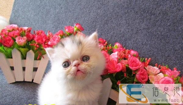 大眼加菲宝贝 实物拍摄 一周内性格不合免费退换