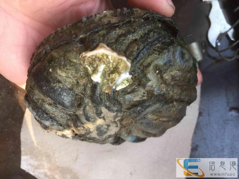 龙涎香免费私下交易