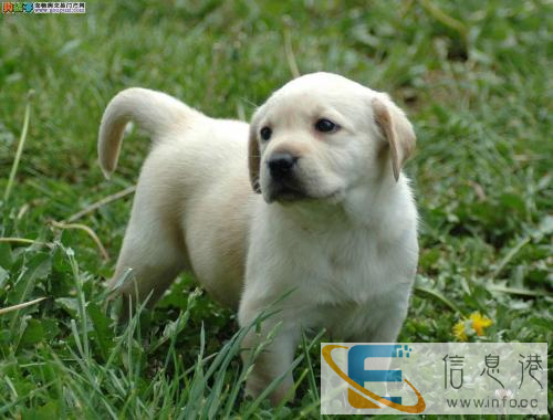 农村自己家养纯种金毛狗 泰迪 拉布拉多 萨摩耶等幼犬便宜出售