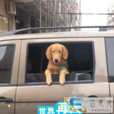 安阳宠爱宠物全国托运