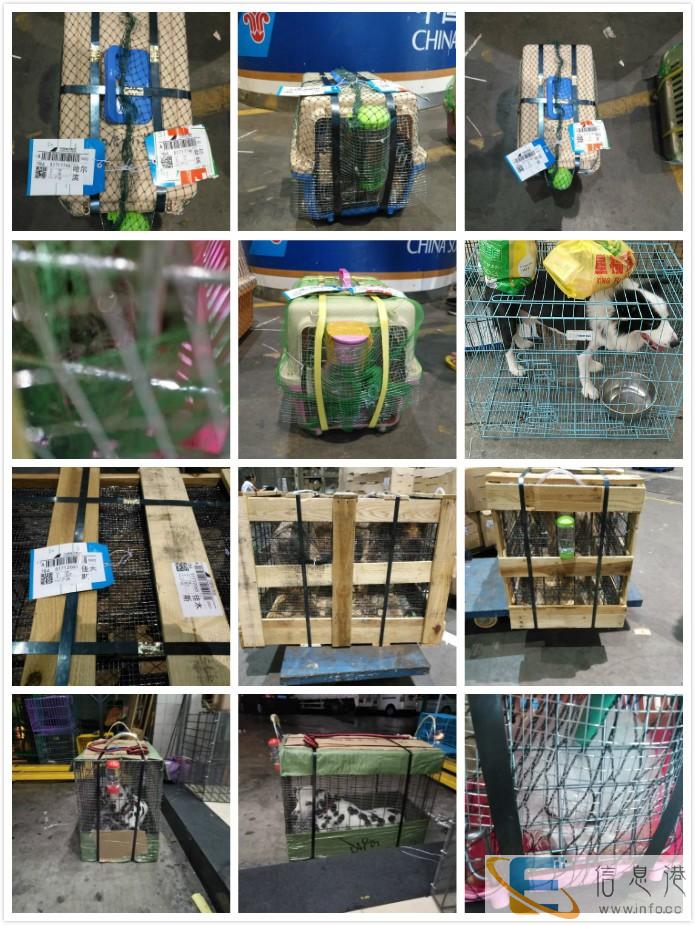 安阳随机托运 检疫证