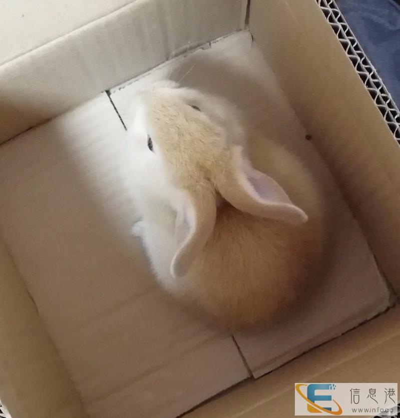 无法继续养,想找个喜欢兔子的人接着养