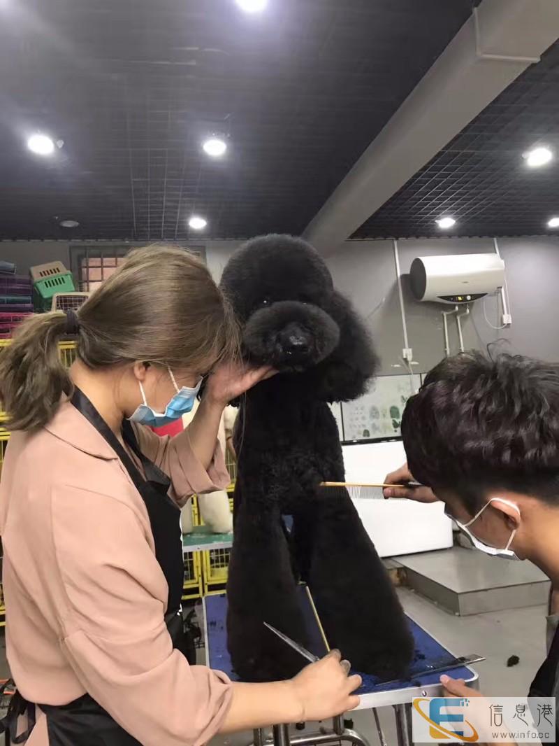 滨州宠物美容,滨州宠物美容师学校,滨州宠物美容培训学