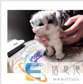 宠物寄养，用品，洗澡