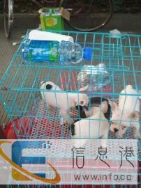 蚌埠帮君宠物托运