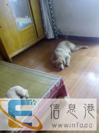 娟姐专业家庭宠物寄养中心