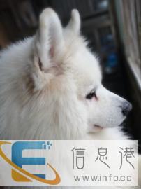 娟姐家庭私房宠物寄养中心