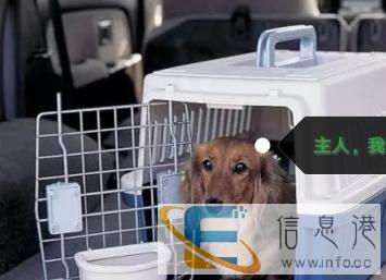 宠物托运，全国皆可中转，价格公道