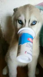 娟姐专业家庭式宠物寄养中心