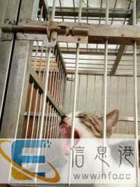 娟姐家庭猫咪寄养