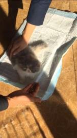 宠物托运价格面议