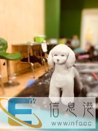 宠物美容价格面议