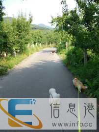 赵祺宠物训练 寄养学校行为改正才艺学习