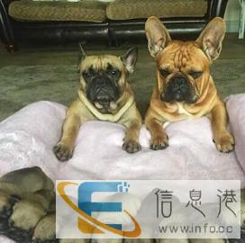 爱宠福音专治皮肤病