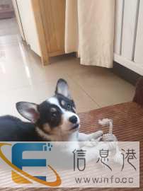 鞍山赵祺宠物训练 寄养学校