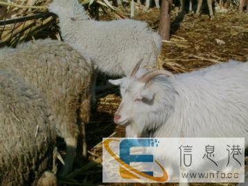 本溪当地纯放养山羊