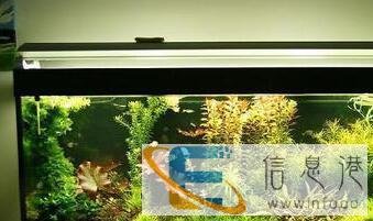 日常维护过滤改造鱼缸造景等