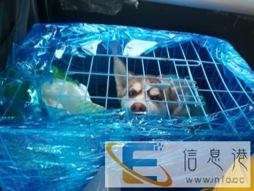 宠物托运想您所想