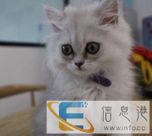 宠物寄养家庭寄养可上门喂养