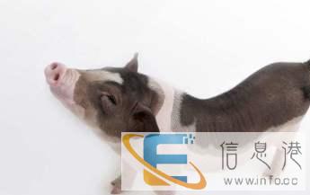 让你的宠物来一场说走就走的旅行吧